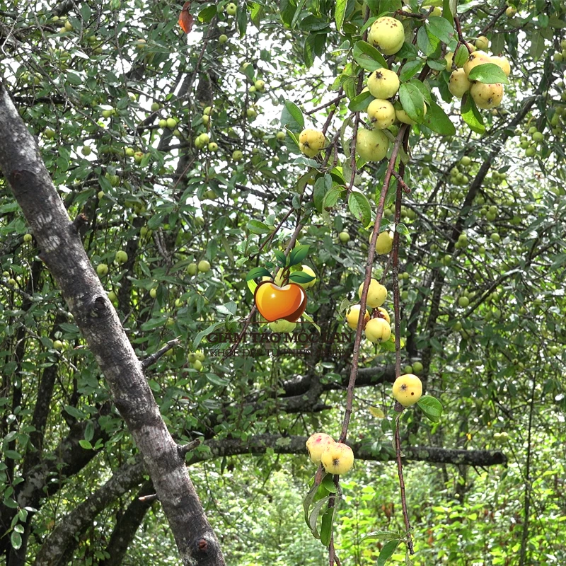 Cây táo mèo