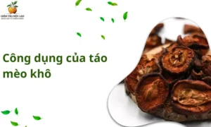 công dụng của táo mèo khô
