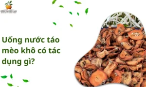uống nước táo mèo khô có tác dụng gì