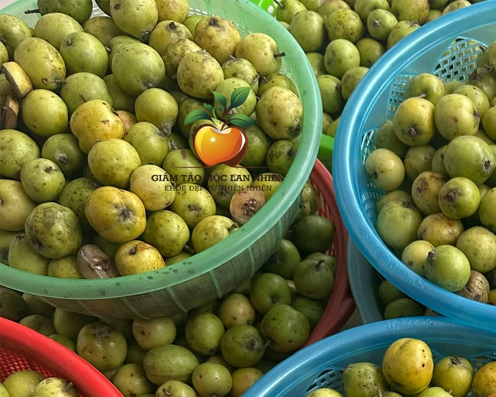 Quả táo mèo tươi trước khi sơ chế để sản xuất giấm táo